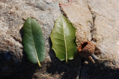 Quercus wislizeni frutescens