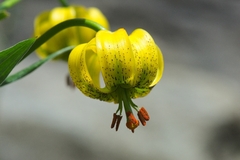 Lilium pyrenaicum