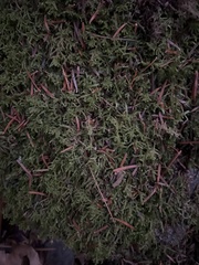 Callicladium imponens