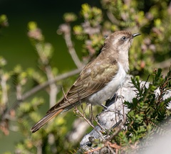 Chrysococcyx basalis