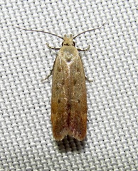 Anacampsis fullonella