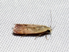 Anacampsis fullonella