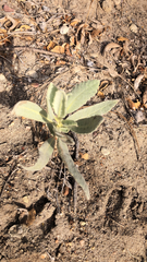 Eriodictyon crassifolium