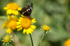 Chlosyne lacinia crocale