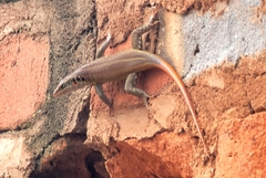 Trachylepis margaritifera