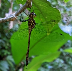 Aeschnosoma forcipula