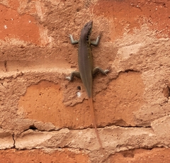 Trachylepis margaritifera