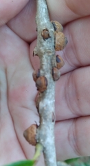 Disholcaspis quercusvirens