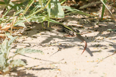 Aspidoscelis gularis