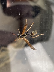 Mischocyttarus flavitarsis