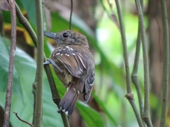 Thamnophilus atrinucha