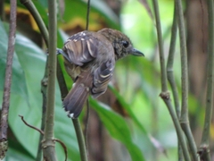 Thamnophilus atrinucha