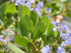 Scaevola nitida