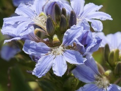 Scaevola nitida