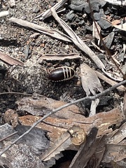 Cosmozosteria bicolor