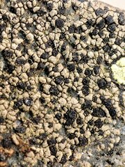 Rhizocarpon distinctum