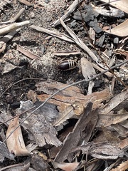 Cosmozosteria bicolor