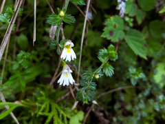 Euphrasia transmorrisonensis