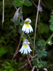 Euphrasia transmorrisonensis