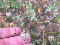 Physalis neomexicana