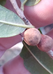 Disholcaspis quercusvirens