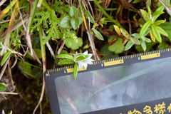 Gentiana flavomaculata