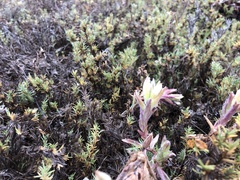 Chloropyron maritimum maritimum