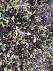 Chloropyron maritimum maritimum