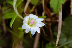 Gentiana flavomaculata