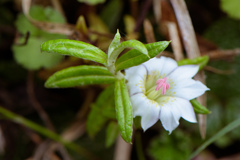 Gentiana flavomaculata