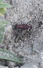 Cicindela formosa