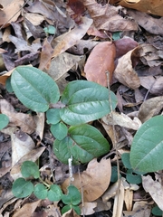 Smilax pumila
