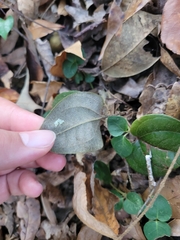 Smilax pumila