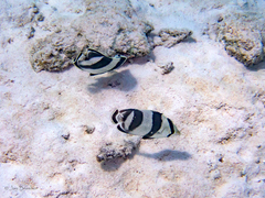 Chaetodon striatus