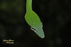 Ahaetulla prasina