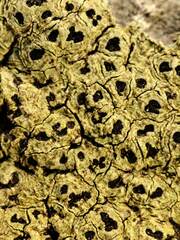 Rhizocarpon oportense