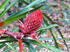 Ananas comosus bracteatus