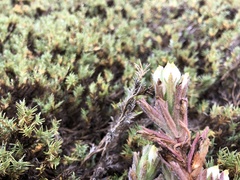 Chloropyron maritimum maritimum
