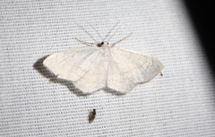 Acratodes suavata