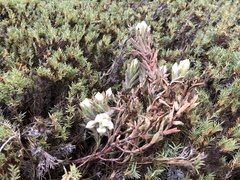 Chloropyron maritimum maritimum