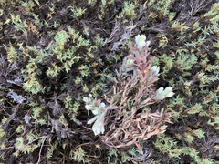 Chloropyron maritimum maritimum