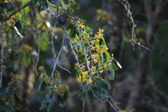 Azara serrata