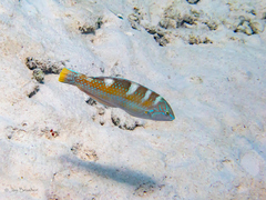 Halichoeres radiatus