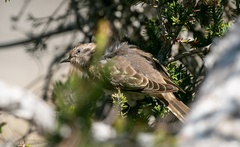 Chrysococcyx basalis