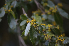 Azara serrata