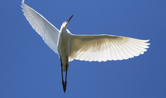 Egretta garzetta dimorpha