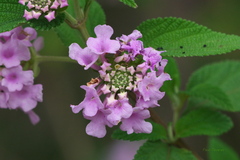 Lantana trifolia
