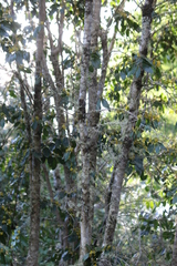 Azara serrata