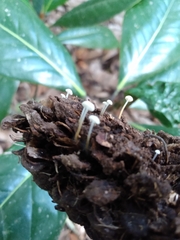 Strobilurus conigenoides