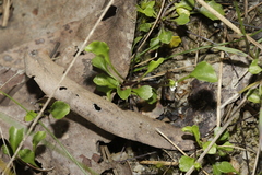 Viola cleistogamoides